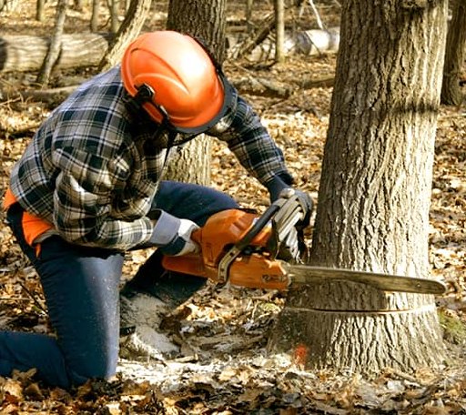 Tree Removal in Berwyn, PA